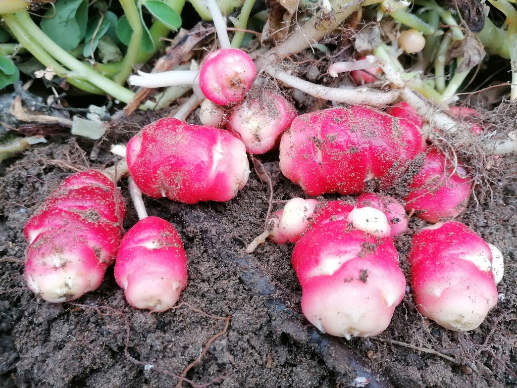 Oca du Pérou - Oxalis crenata BIO