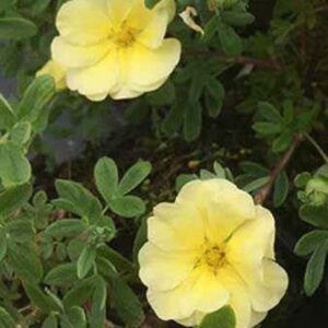 Potentille fruticosa "Lemon Meringue"