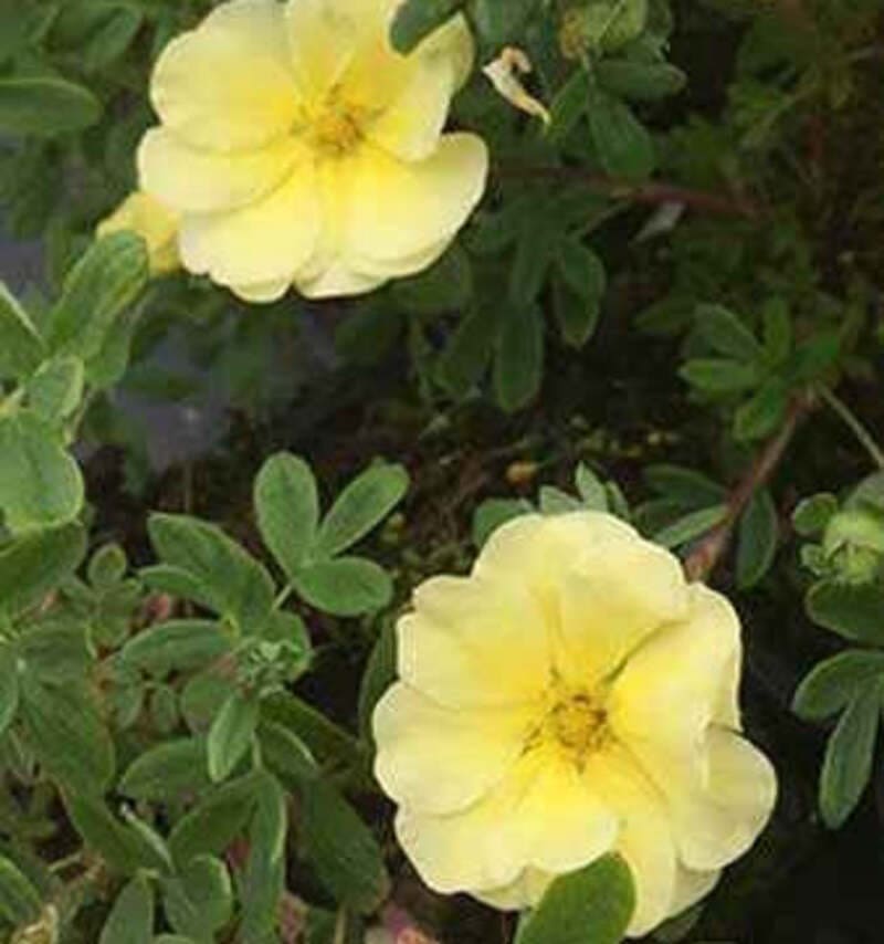 Potentille fruticosa "Lemon Meringue"
