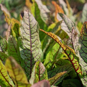 Oseille comestible -Rumex sanguineus var sanguineus  BIO