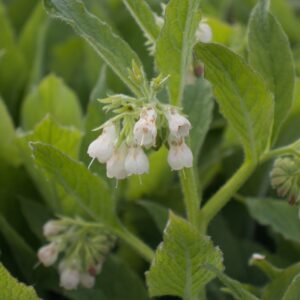 Consoude officinale - Symphytum officinale BIO