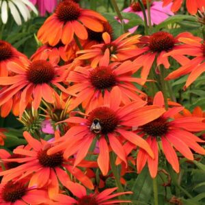 Echinacée  - Echinacea hybrida 'Tiki Torch' BIO
