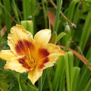 Lys d'un jour jaune et brun - Hemerocallis BIO