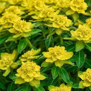 Euphorbe polychrome - Euphorbia polychroma BIO