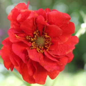 Benoîte Rouge - Geum BIO