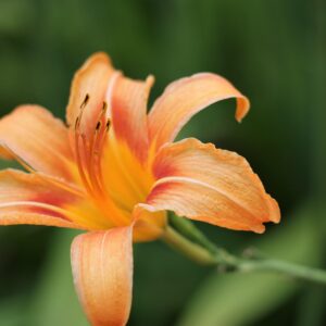 Lys d'un jour floraison orange - Hemerocallis BIO