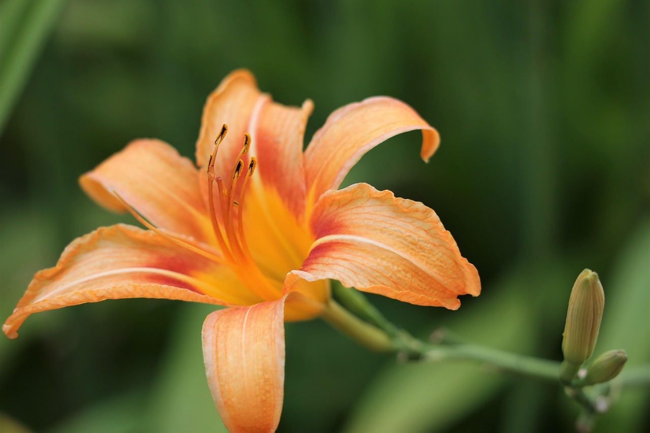 Lys d'un jour floraison orange - Hemerocallis BIO