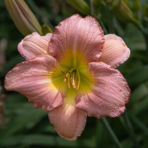 Lys d'un jour rose - Hemerocallis BIO