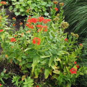 Coquelourde - Lychnis chalcedonica BIO