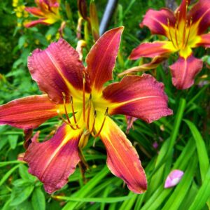 Lys d'un jour rouge/jaune - Hemerocallis BIO