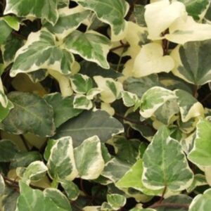 Lierre d'Algerie - Hedera algeriensis " Gloire de Marengo'