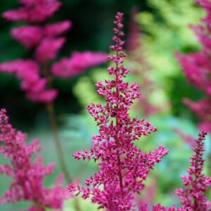 Astilbe de Chine - Astilbe chinensis "Vision in Red" BIO