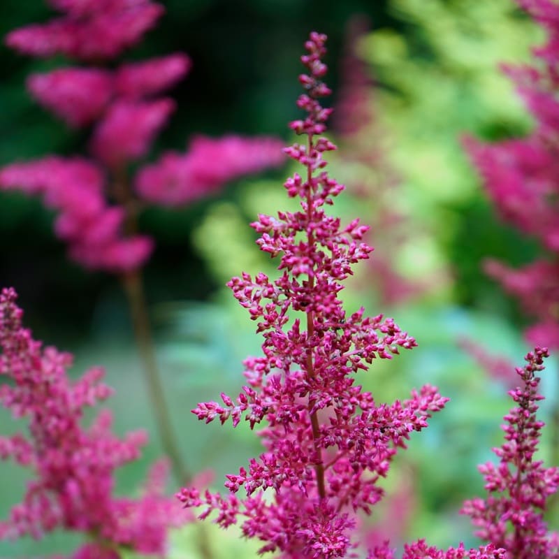 Astilbe de Chine - Astilbe chinensis "Vision in Red" BIO