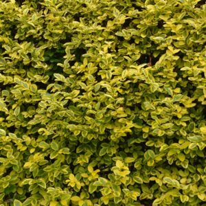 Troène "Aureum" Ligustrum ovalifolium "Aureum"