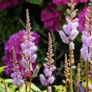 Astilbe de Chine - Astilbe chinensis "Pumila" BIO