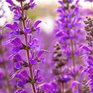 Sauge des bois Rose - Salvia nemorosa