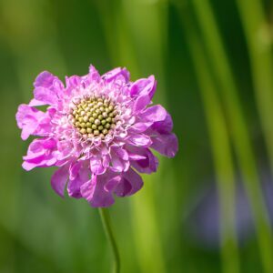 Scabieuse rose  - Scabiosa columbaria 'Pink Mist' BIO