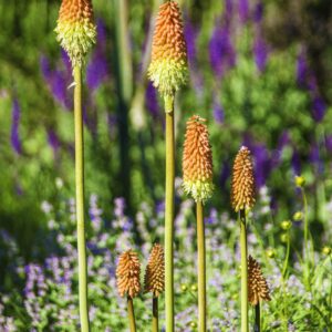Tritome ‘Royal Standard’ - Kniphofia BIO