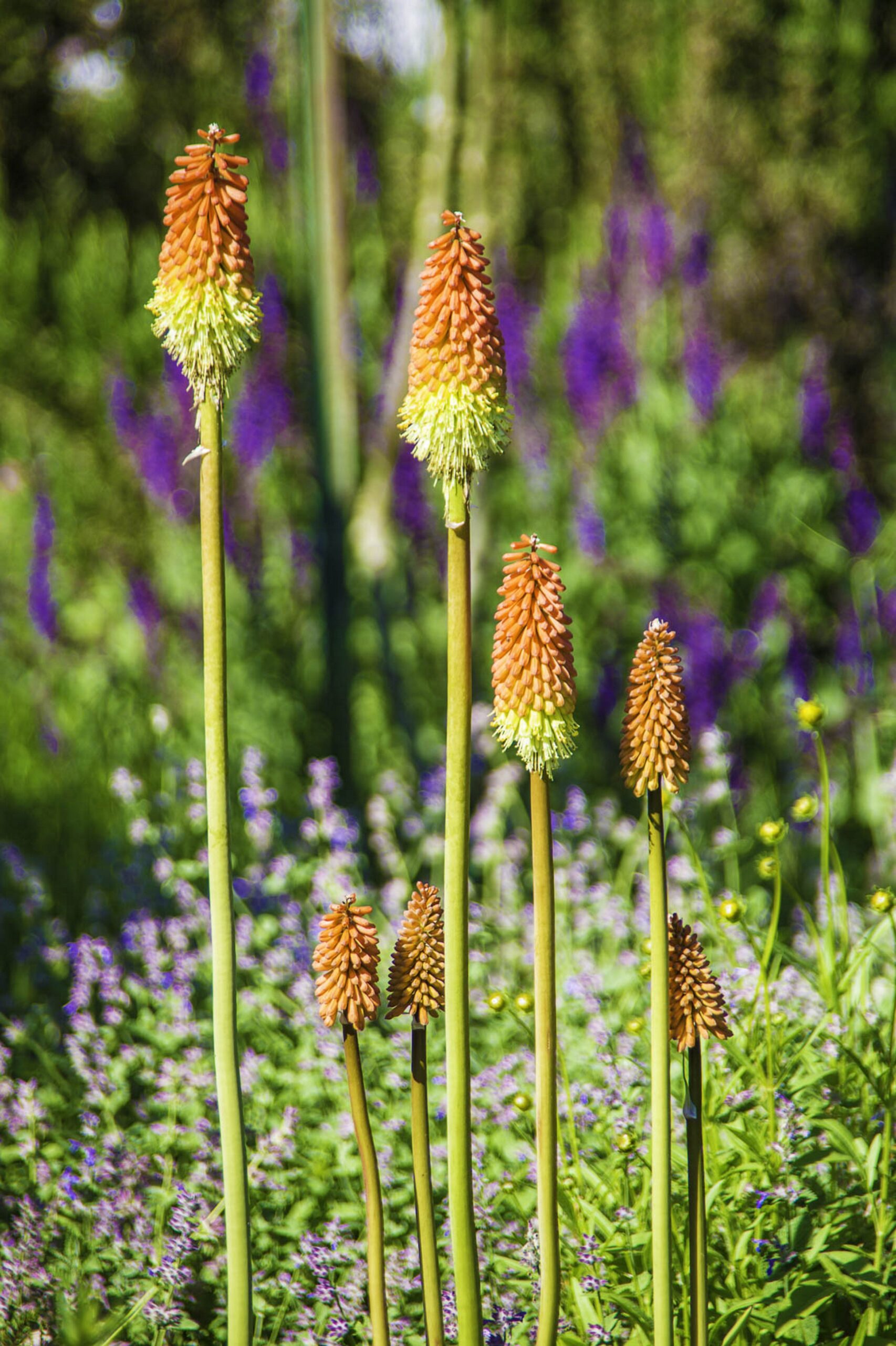 Tritome ‘Royal Standard’ - Kniphofia BIO