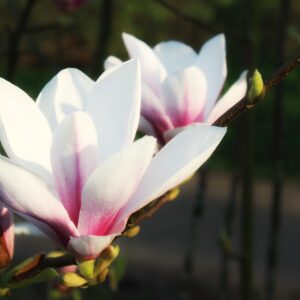 Magnolia "Sunrise"