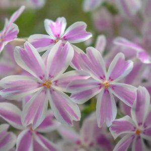 Phlox mousse 'Candy stripes" BIO