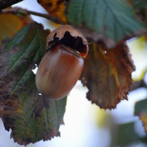 Noisetier pourpre - Corylus maxima "Purpurea"