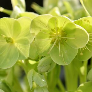helleborus yellow