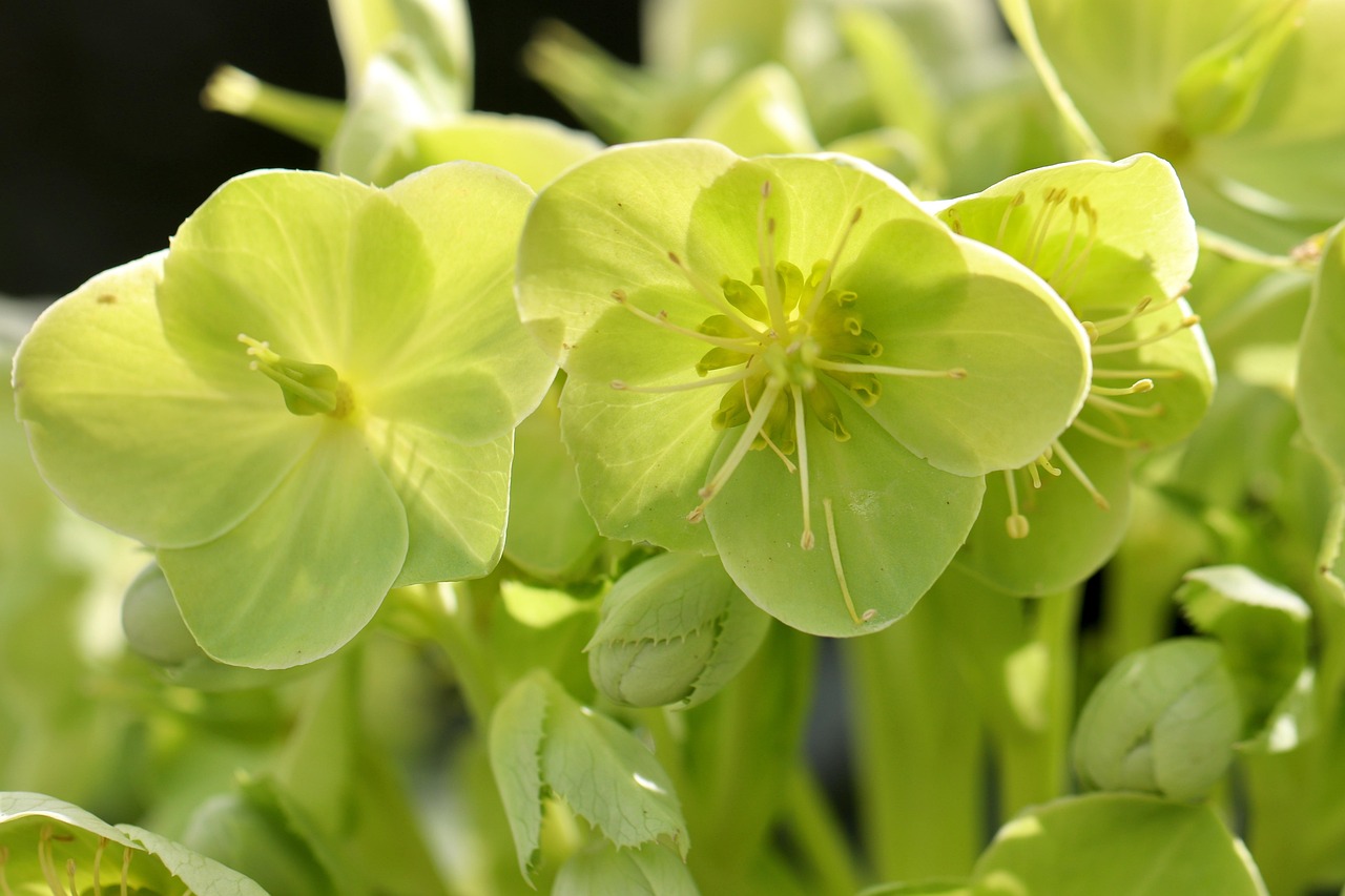 helleborus yellow