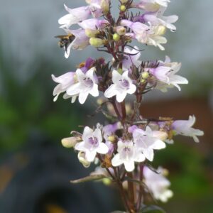 Penstemon 'Dark tower" BIO
