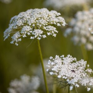 Carotte sauvage - Daucus carota BIO