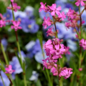 Coquelourde - Lychnis viscaria "Plena "