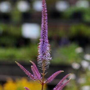 Véronicastrum de Virginie en différents coloris - Veronicastrum BIO