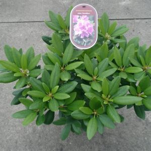 Rhododendron en différents coloris