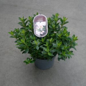 Rhododendron nain en différents coloris