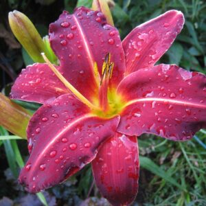 Lys d'un jour rouge pourpre - Hemerocallis BIO
