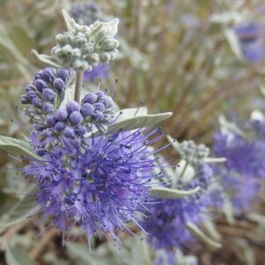 Spirée bleue 'White Surprise' - Caryopteris