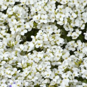 Aubriètes blanches- Aubrietia BIO