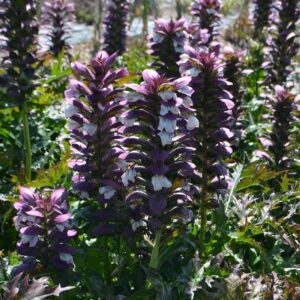 Acanthe épineuse - Acanthus spinosus BIO