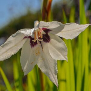 Glaïeul d’Abyssinie- Acidanthera murielae BIO