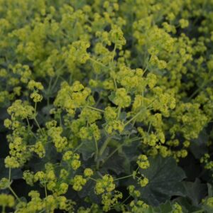 Alchémille molle - Alchemilla mollis BIO