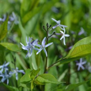 Amsonie-Amsonia tabernaemontana BIO