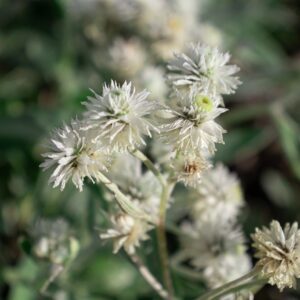 Immortelle vivace - Anaphalis triplinervis BIO