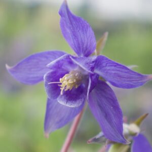 Ancolie sauvage - Aquilegia vulgaris BIO