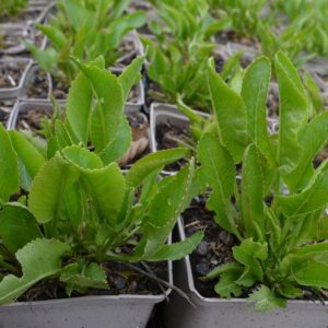 Raifort - Armoracia rusticana BIO