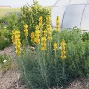 Asphodèle - Asphodeline lutea BIO