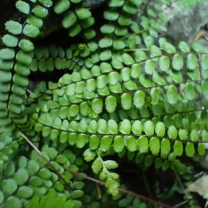 Capillaire des murailles - Asplenium trichomanes BIO