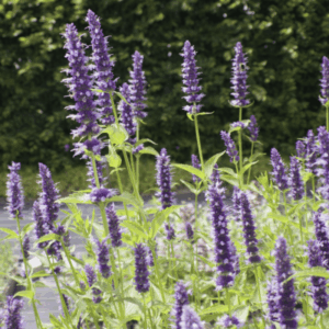 Menthe coréenne- Agastache rugosa ‘Black Adder’ BIO