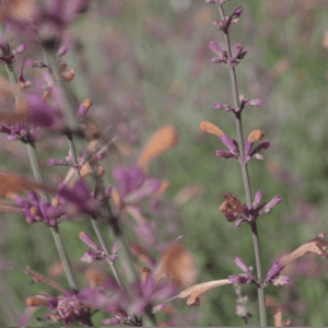 Menthe coréenne- Agastache rugosa ‘Firebird’ BIO