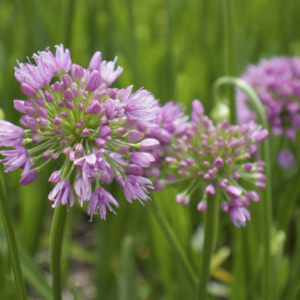 Ail décorative  - Allium hybride ‘Millenium’ BIO
