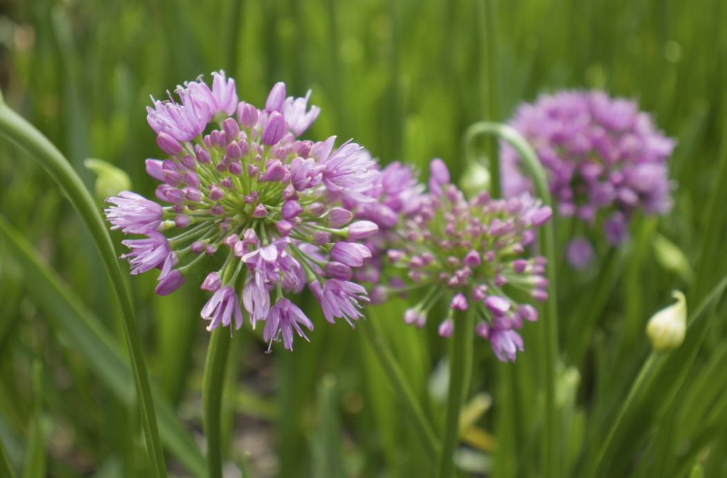 Ail décorative - Allium hybride ‘Millenium’ BIO